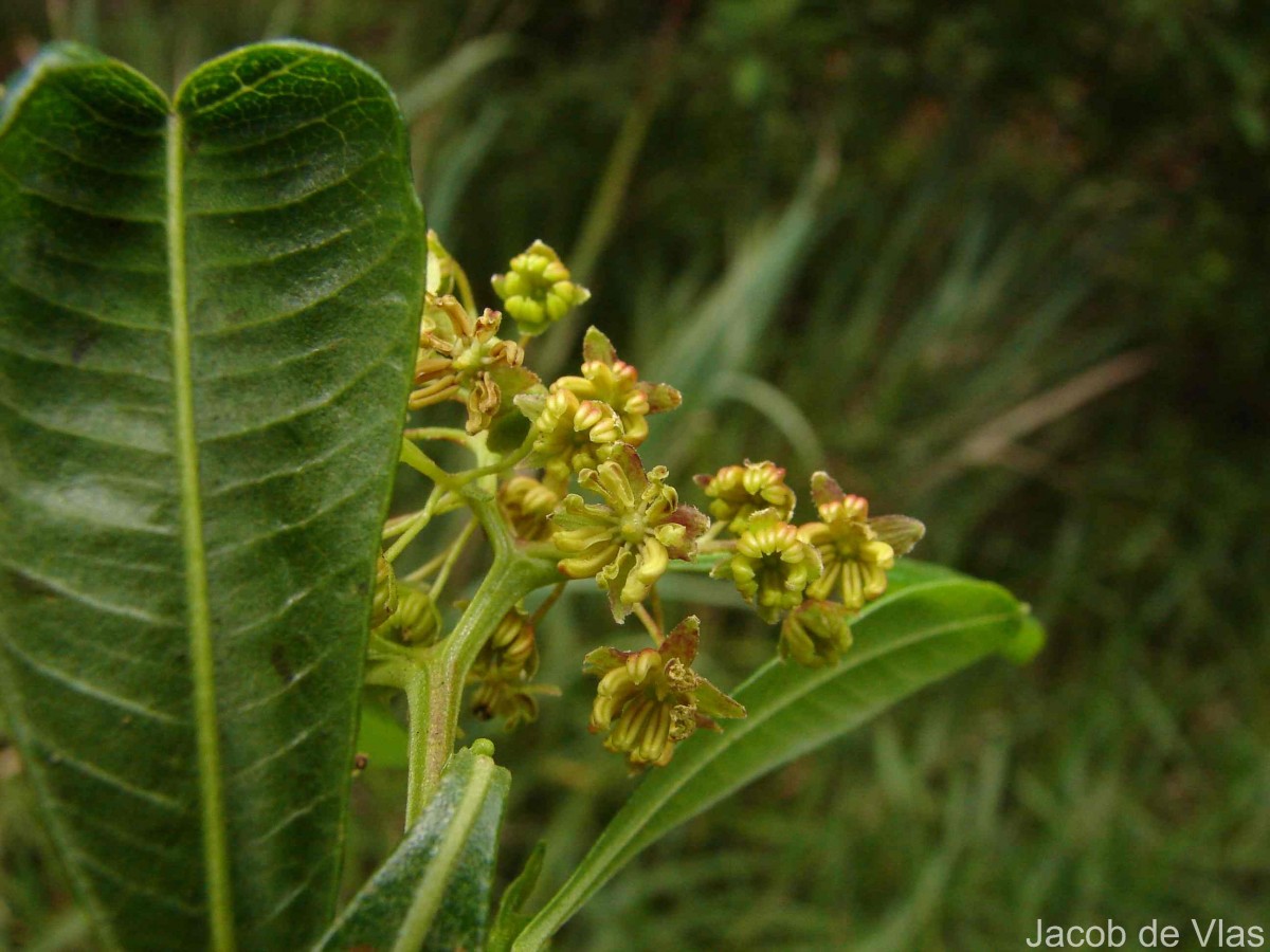 Dodonaea viscosa Jacq.